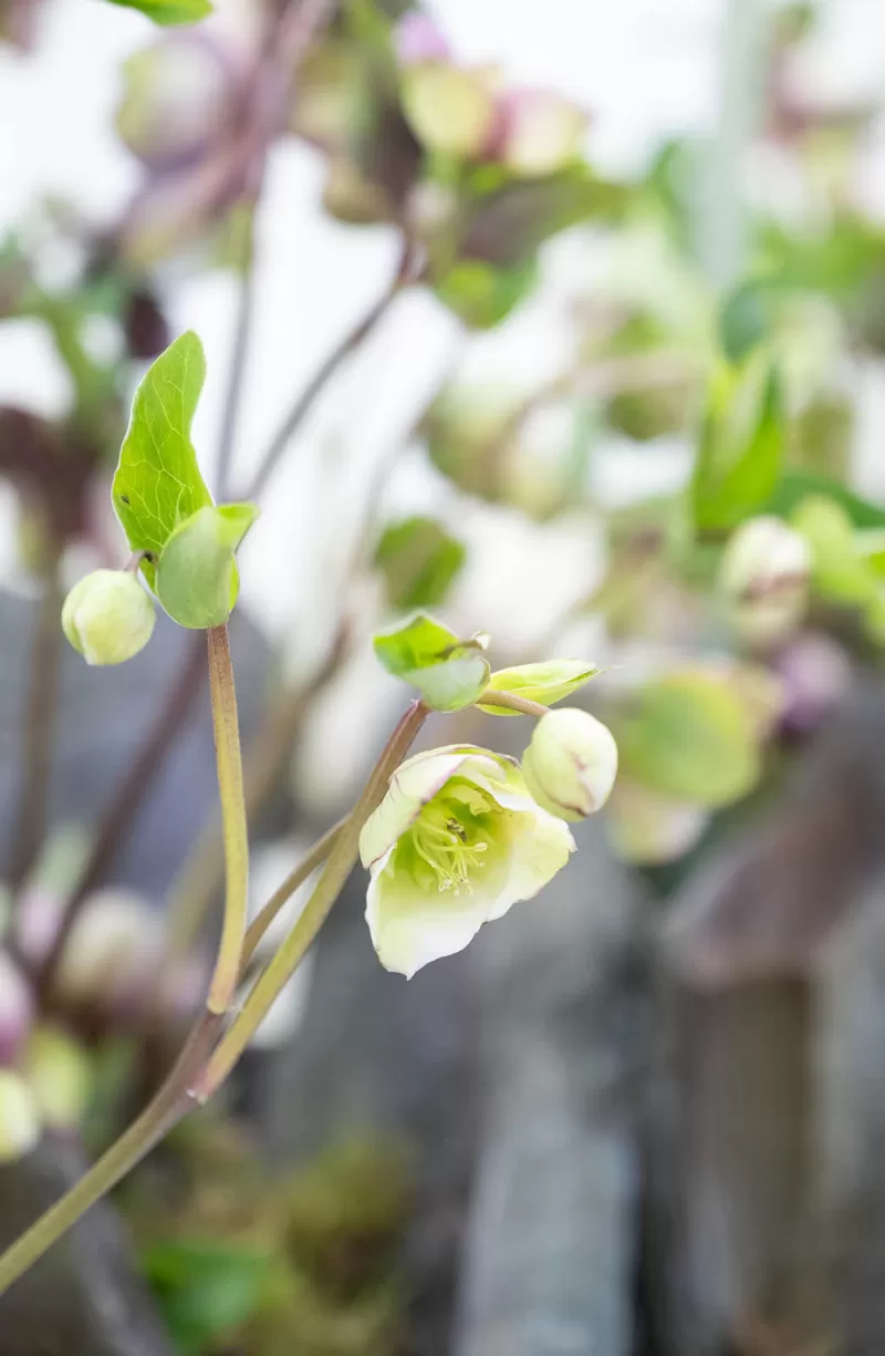 Helleborus
