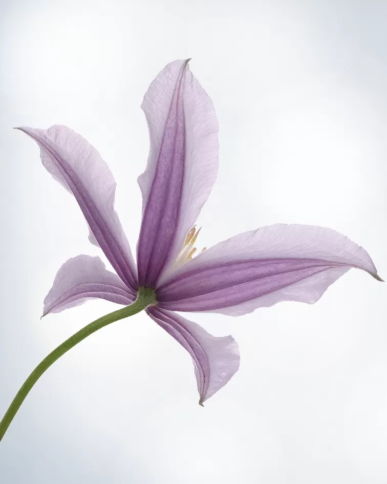 Clematis Amazing® London