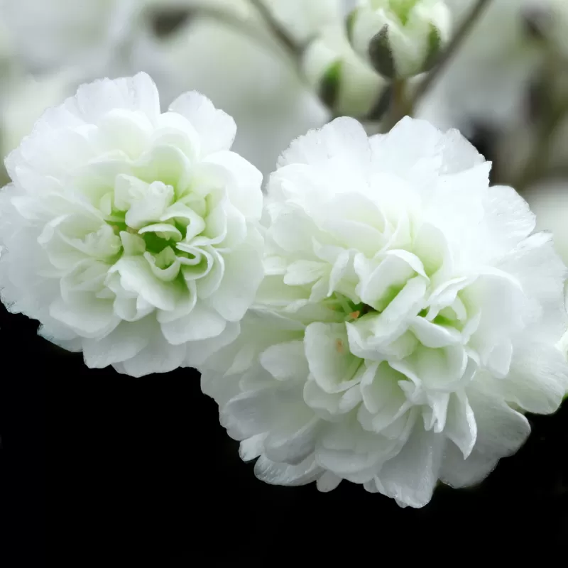 Gypsophila close-up