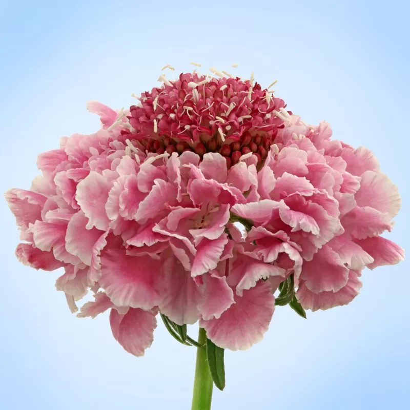 Scabiosa