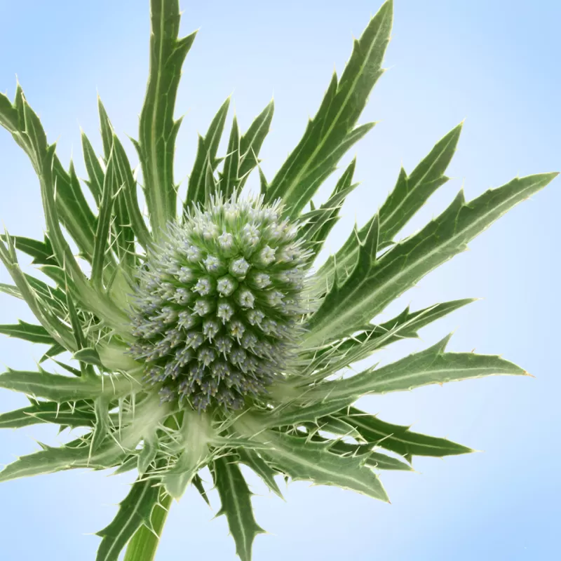 Eryngium Sirius Questar®