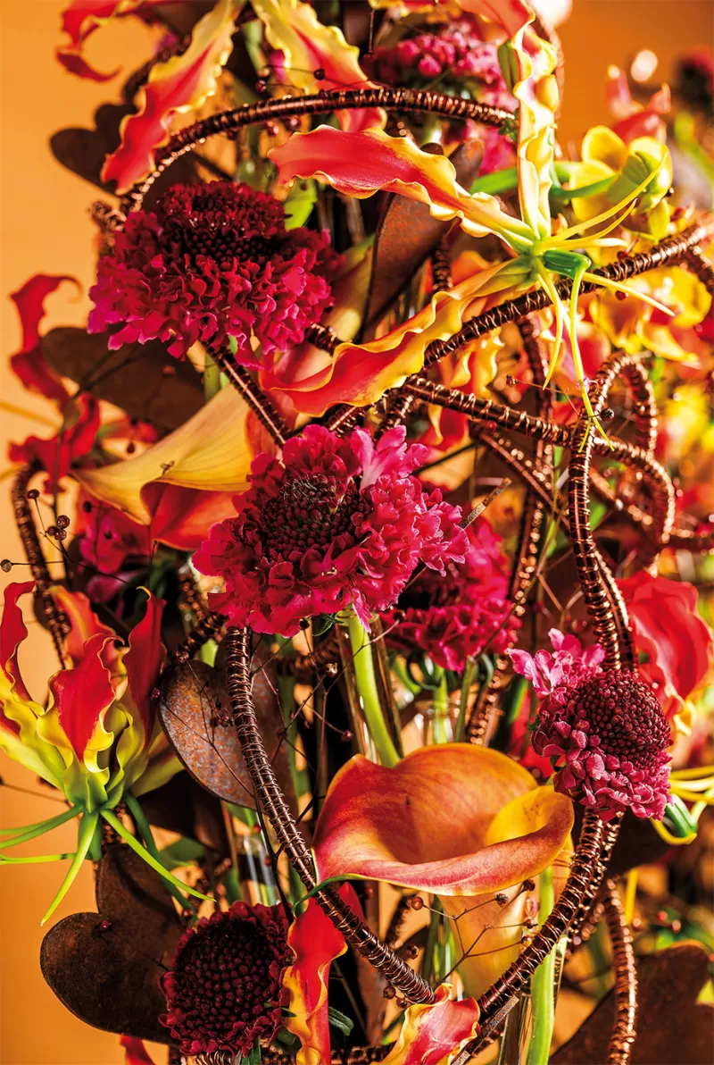 Scabiosa Dark Cherry Scoop - Hanneke Frankema