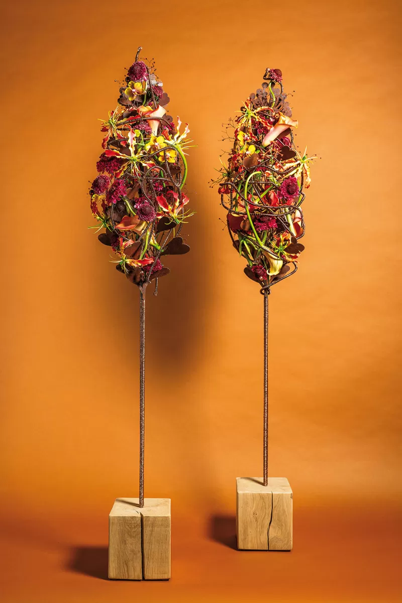 Scabiosa Dark Cherry Scoop - Hanneke Frankema