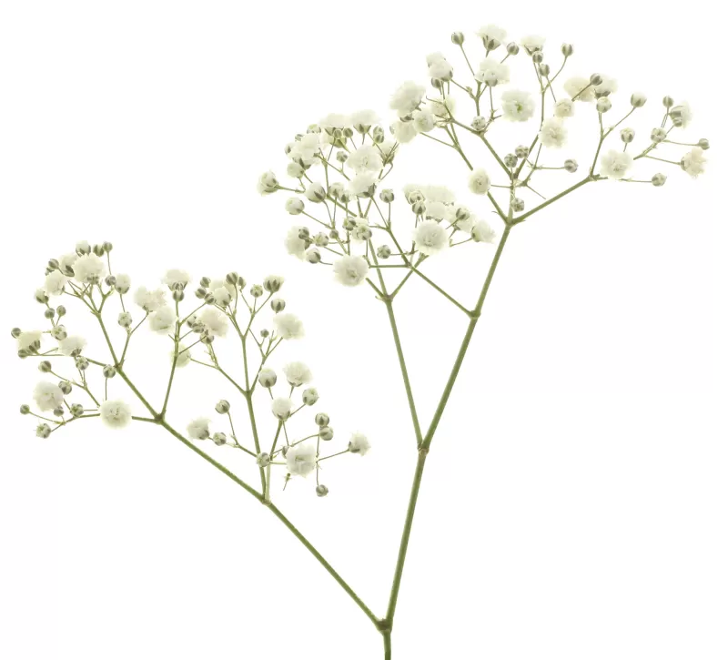 Gypsophila Xlence®