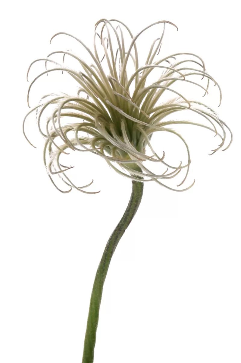 Clematis Amazing® Kibo