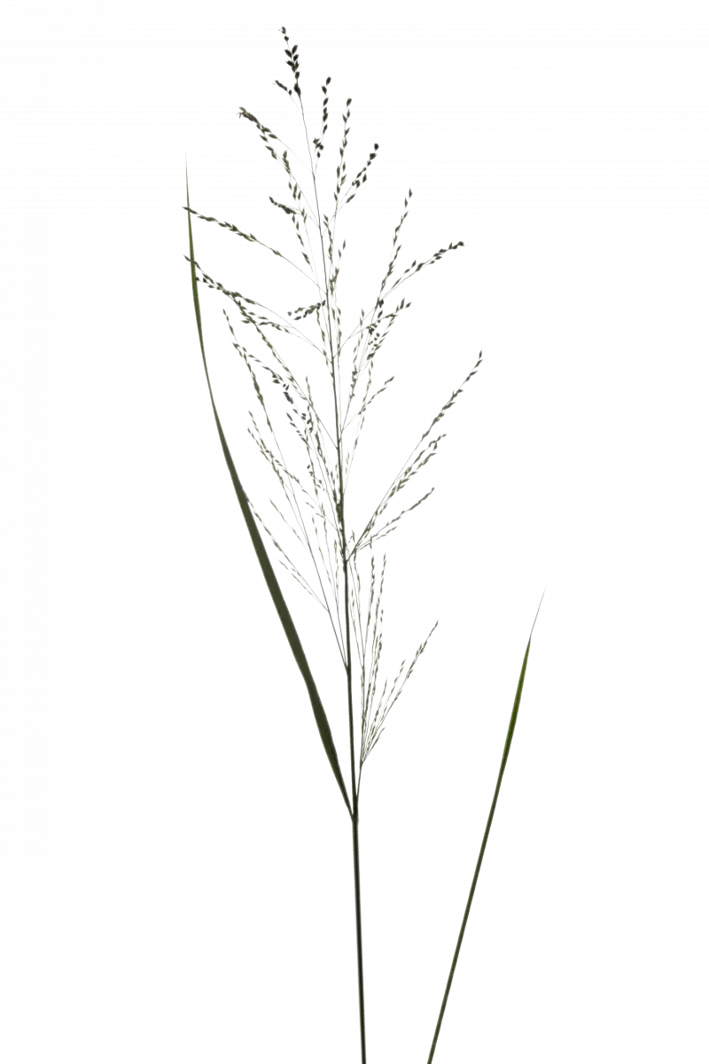 Panicum