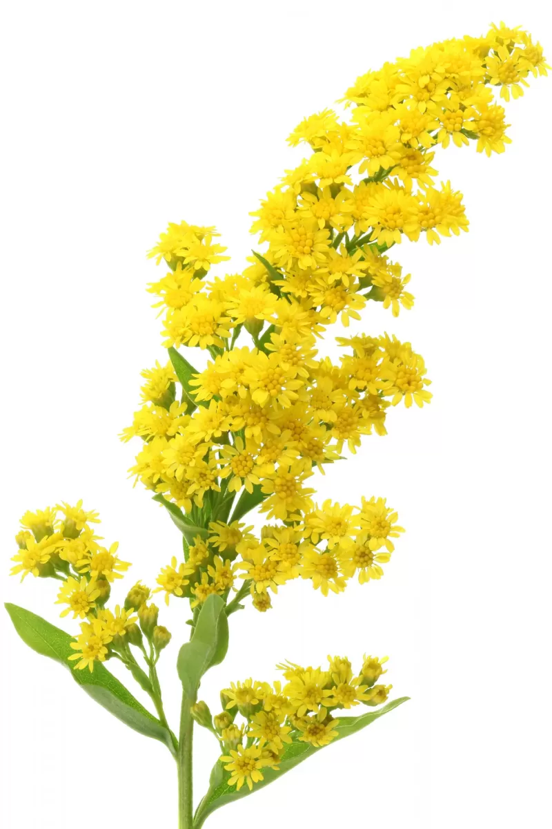 Solidago Carzan Glory