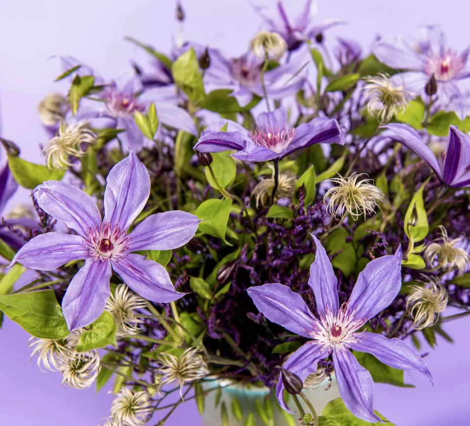 Clematis Amazing Havana