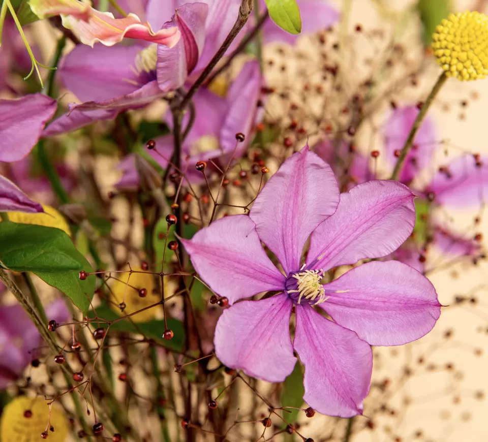 Clematis Amazing Tokyo