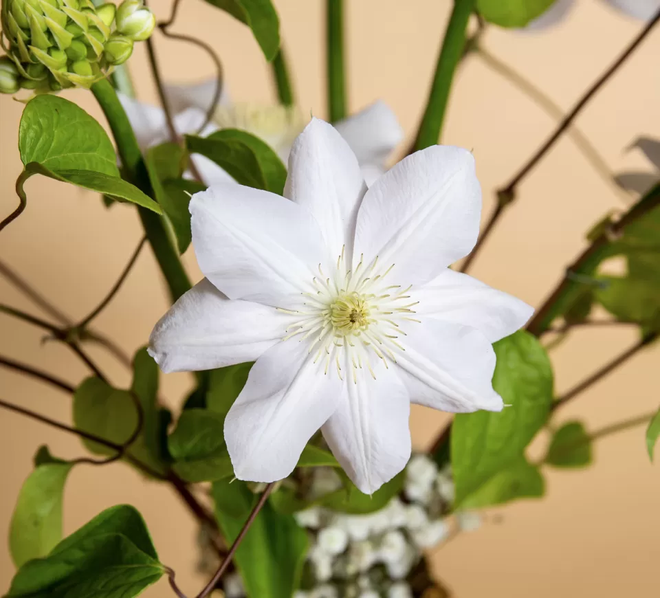 Clematis Amazing Vienna