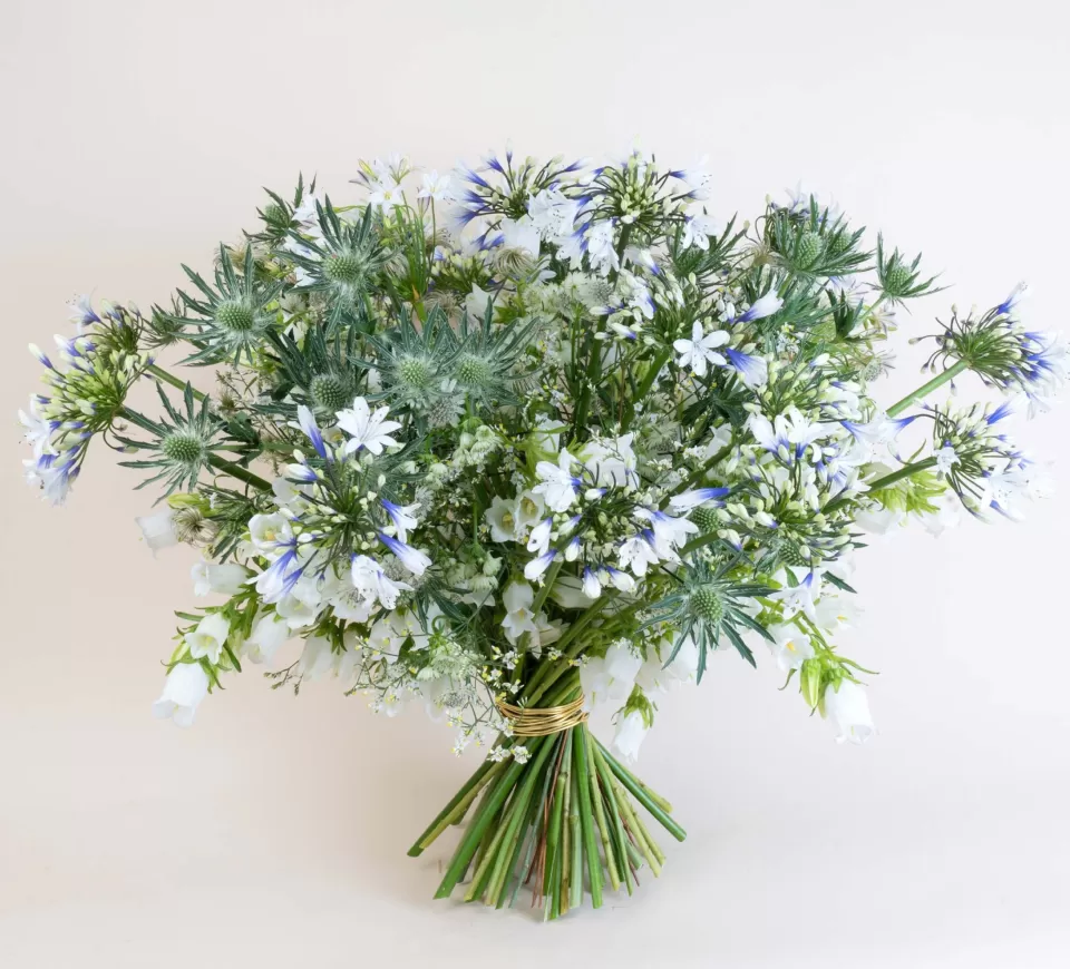 Eryngium Questar® design