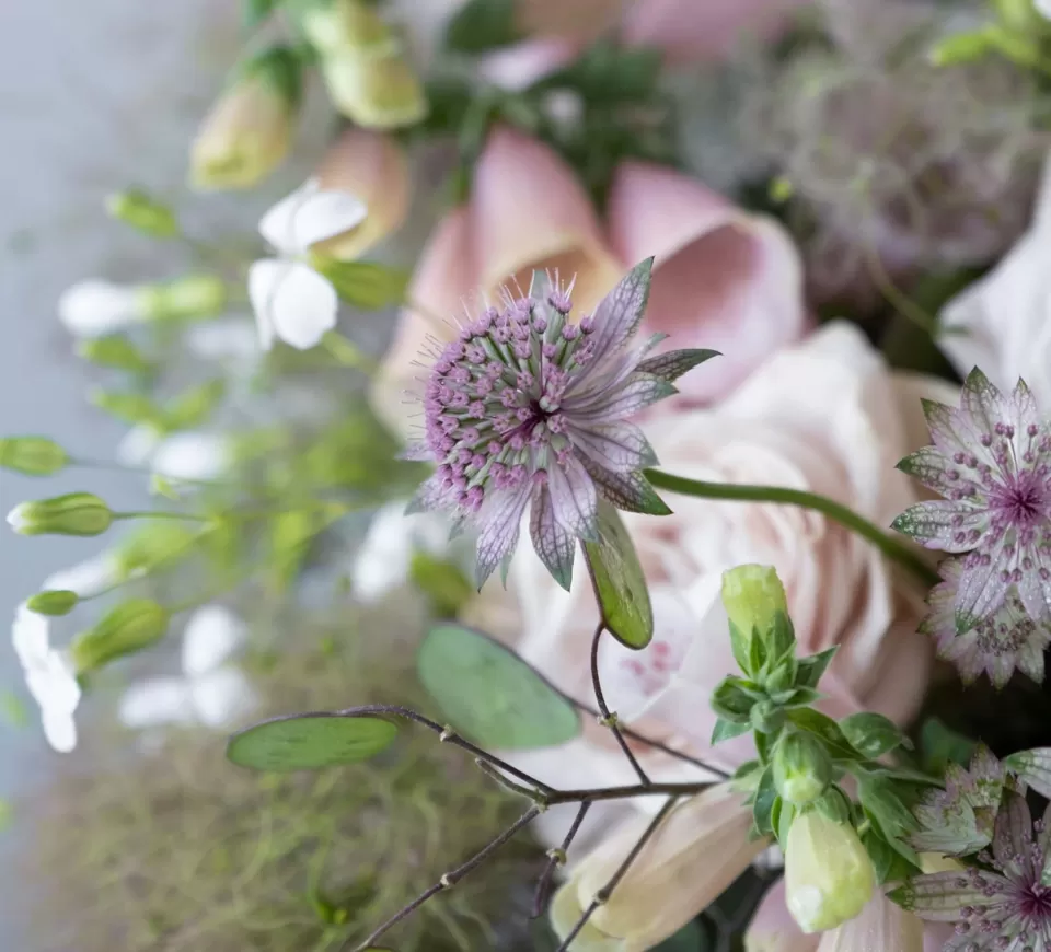 Astrantia 