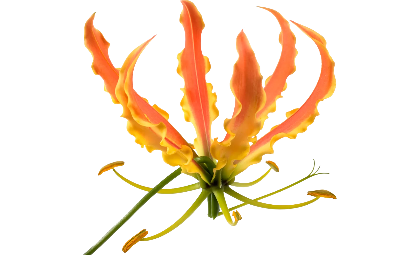 Gloriosa superba Simba Fifty Shades