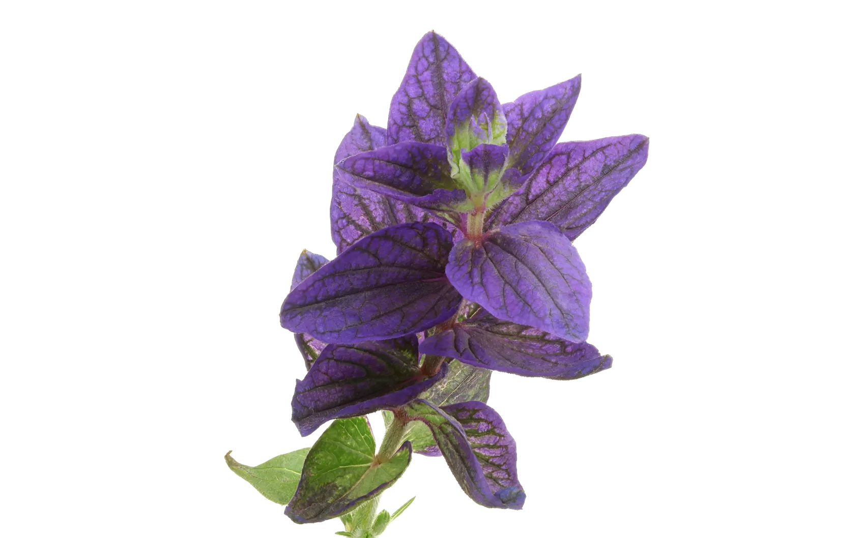 Salvia Blue Lagoon