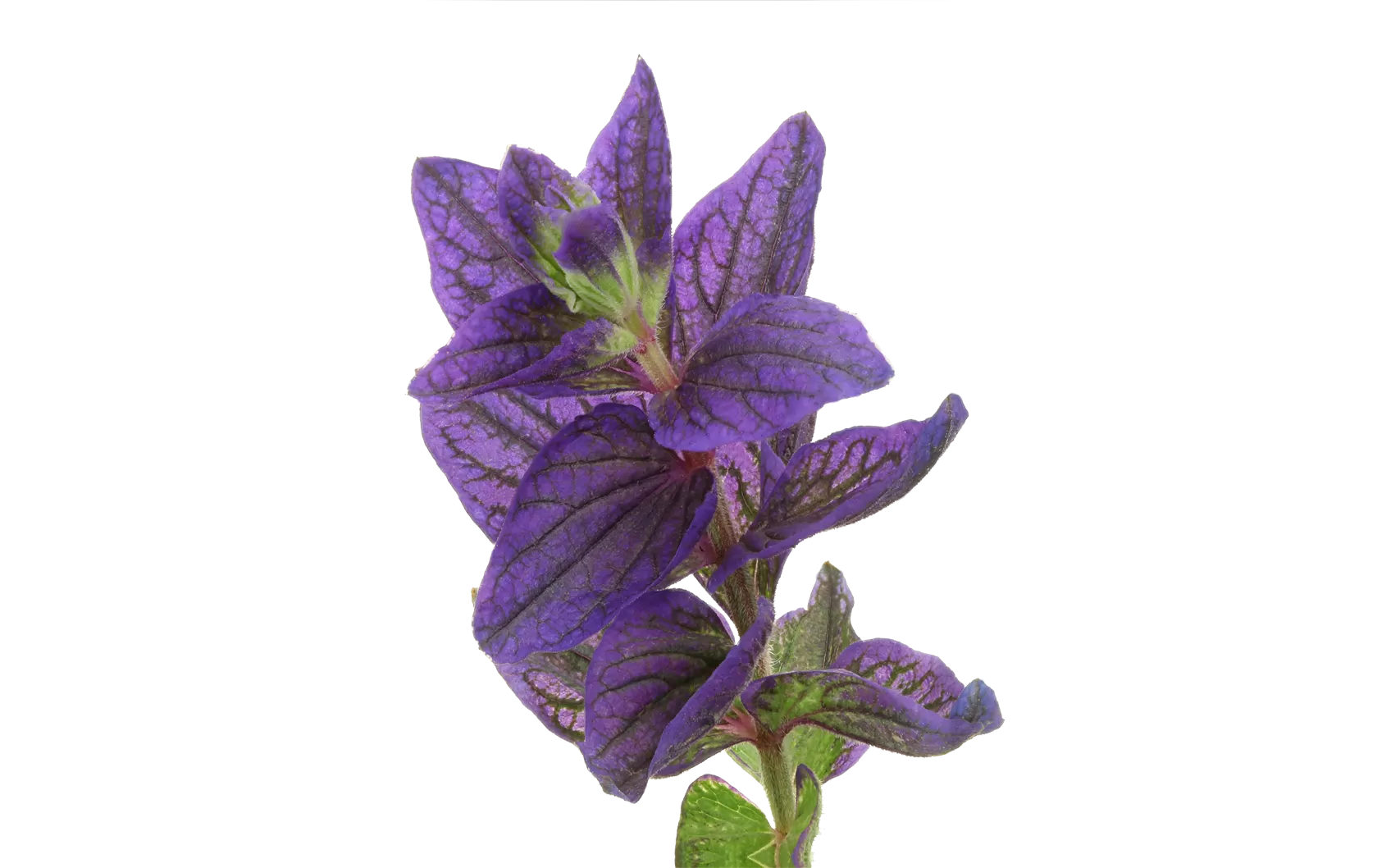 Salvia Blue Lagoon