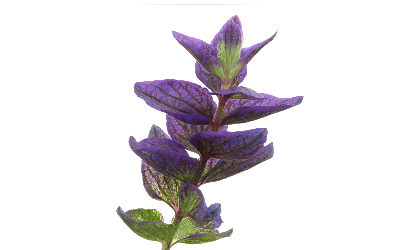 Salvia Blue Lagoon