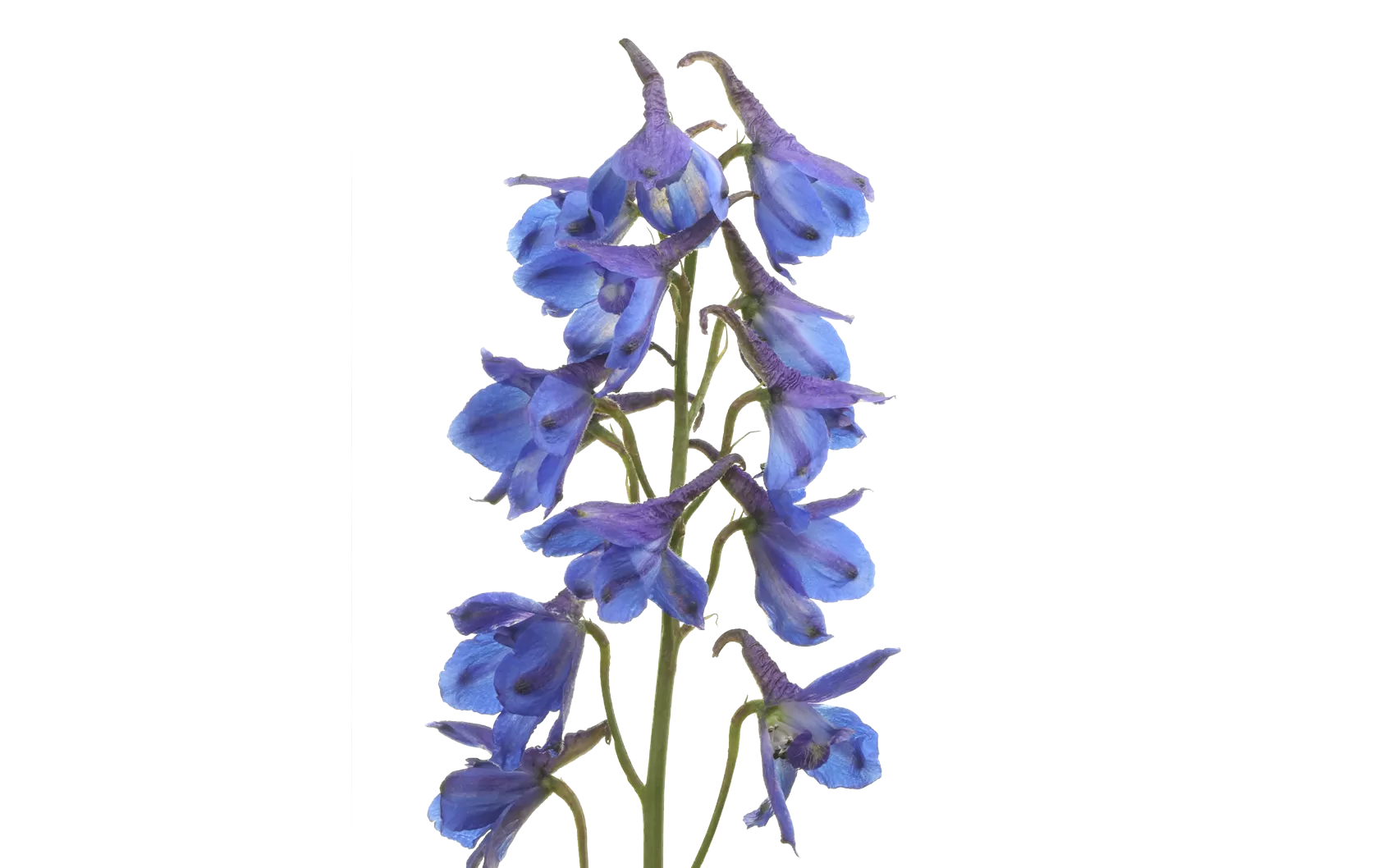 Delphinium Blue Donna