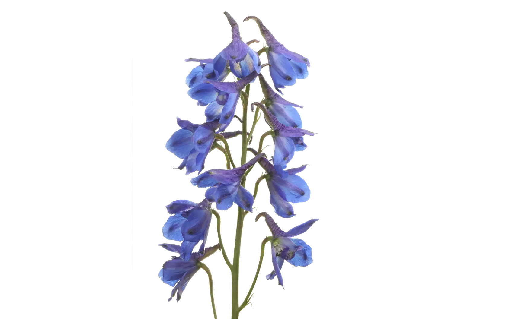 Delphinium Blue Donna