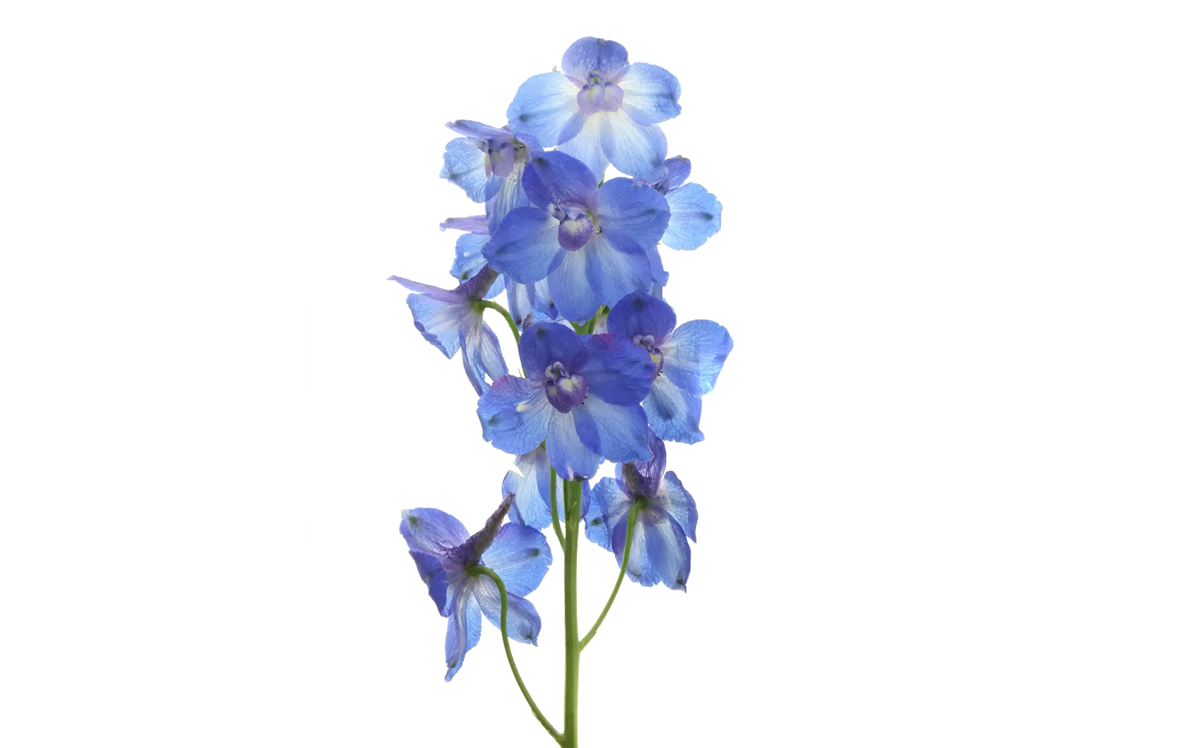 Delphinium Blue Donna