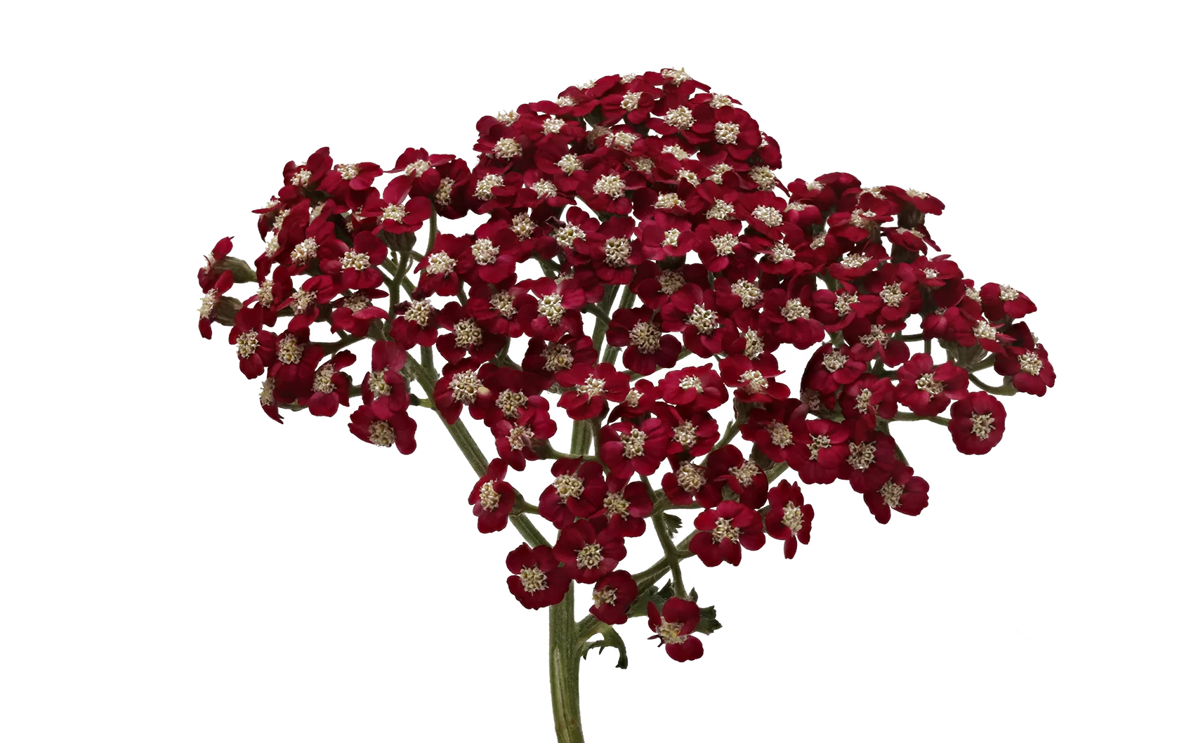 蓍草 Neonglow Ember