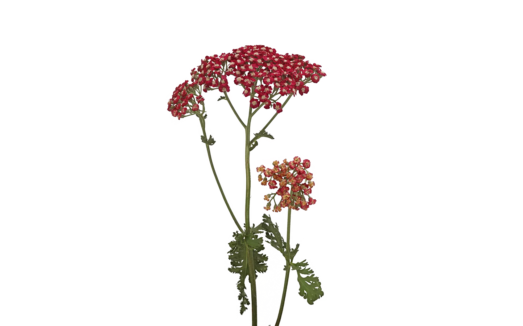 蓍草 Neonglow Ember