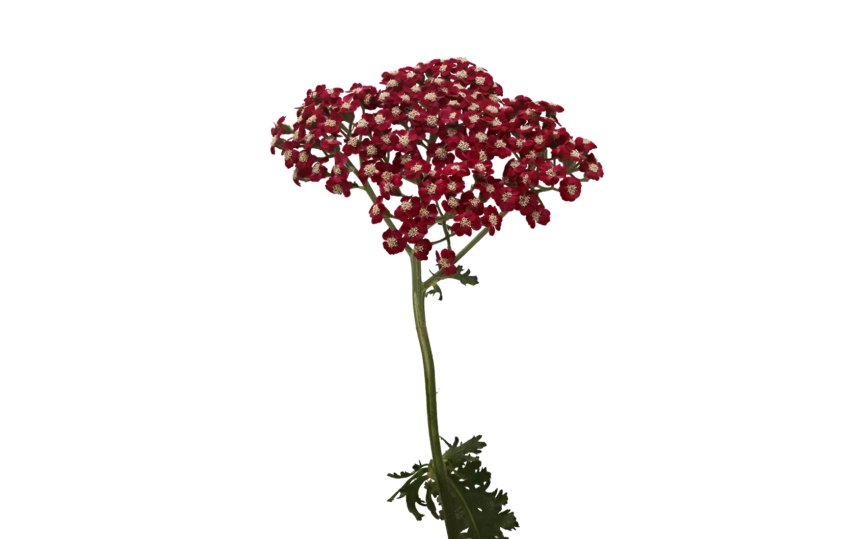 蓍草 Neonglow Ember