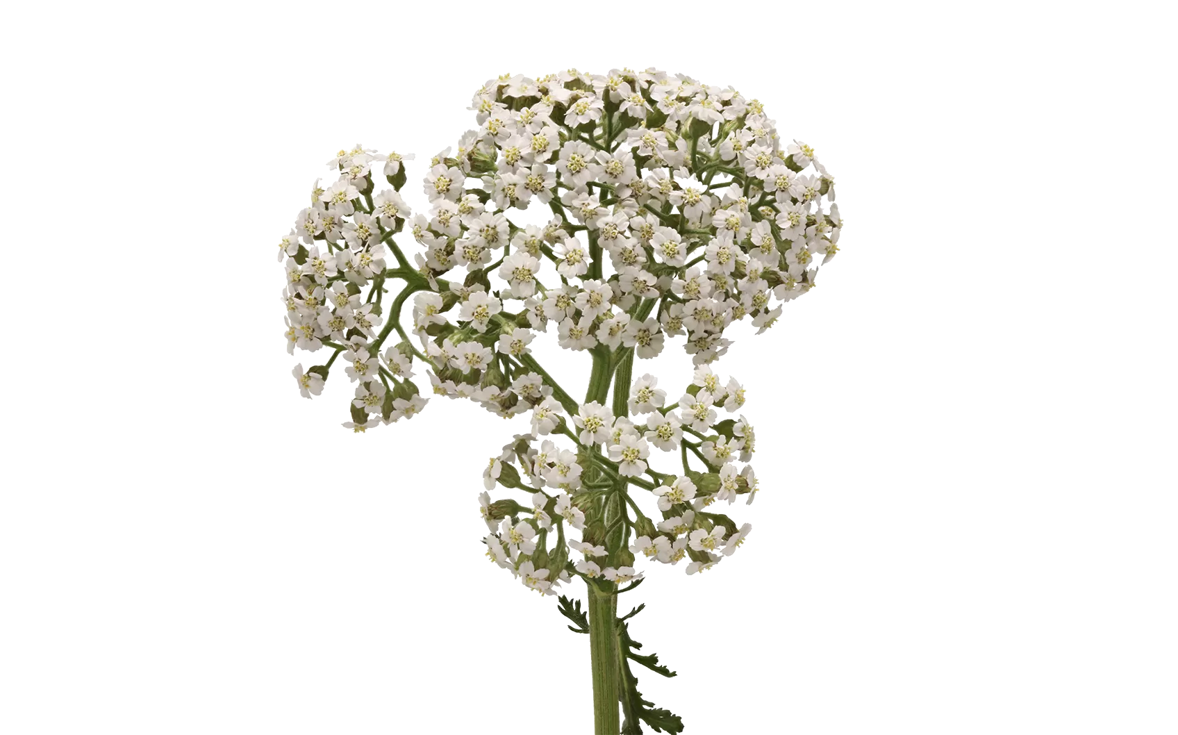 Тысячелистник Неонглоу Мун