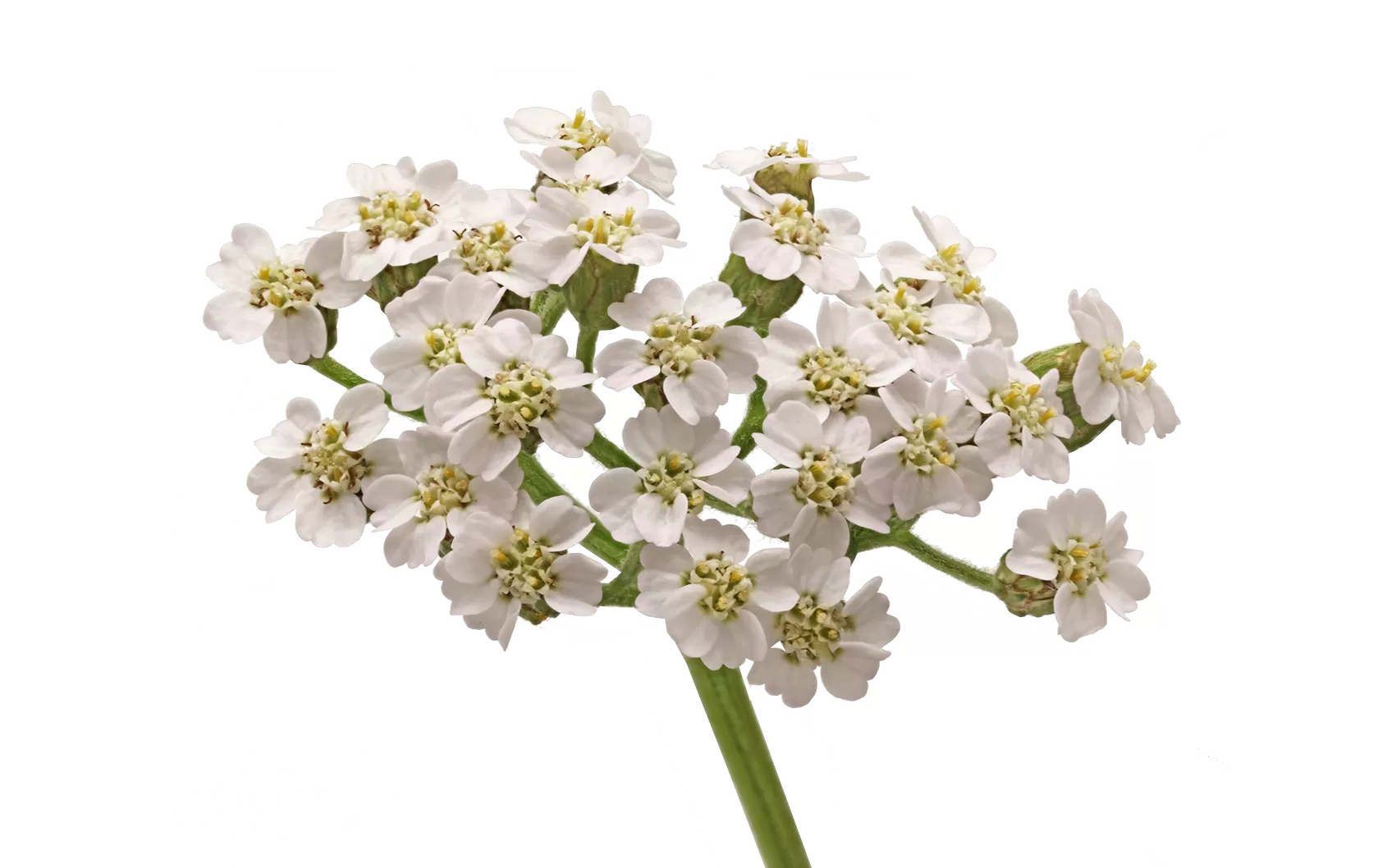 Тысячелистник «Неонглоу Мун»