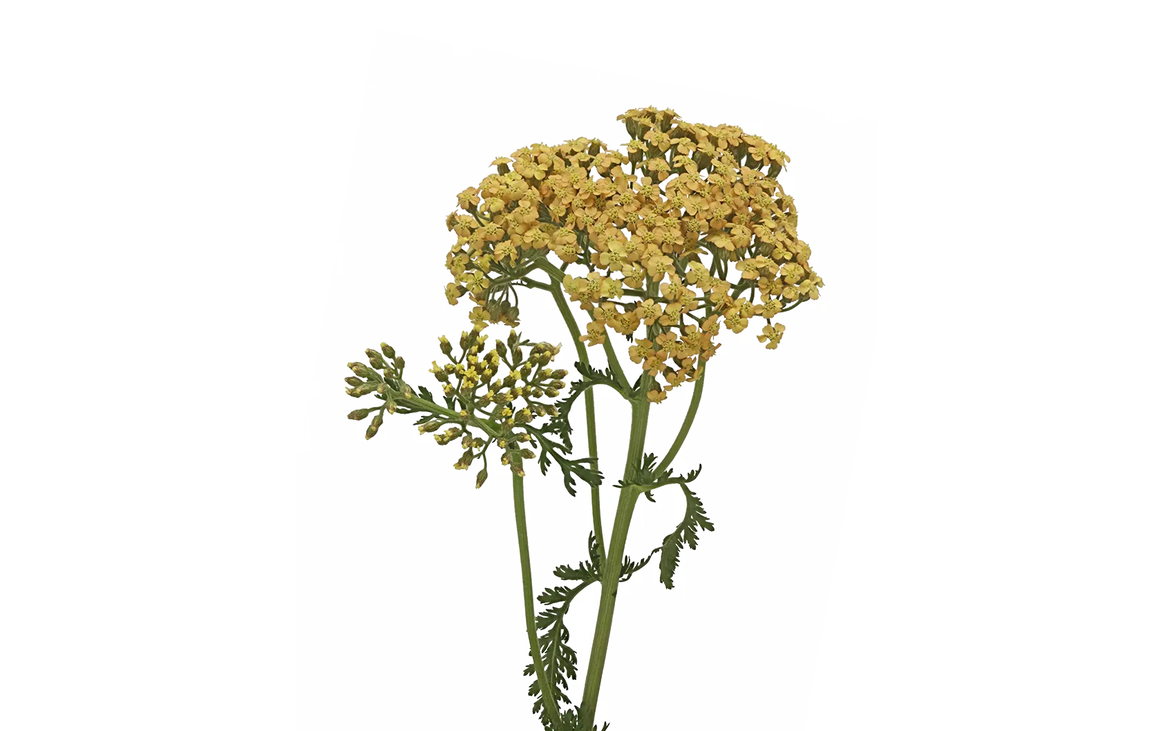 Achillea Neonglow Saffron