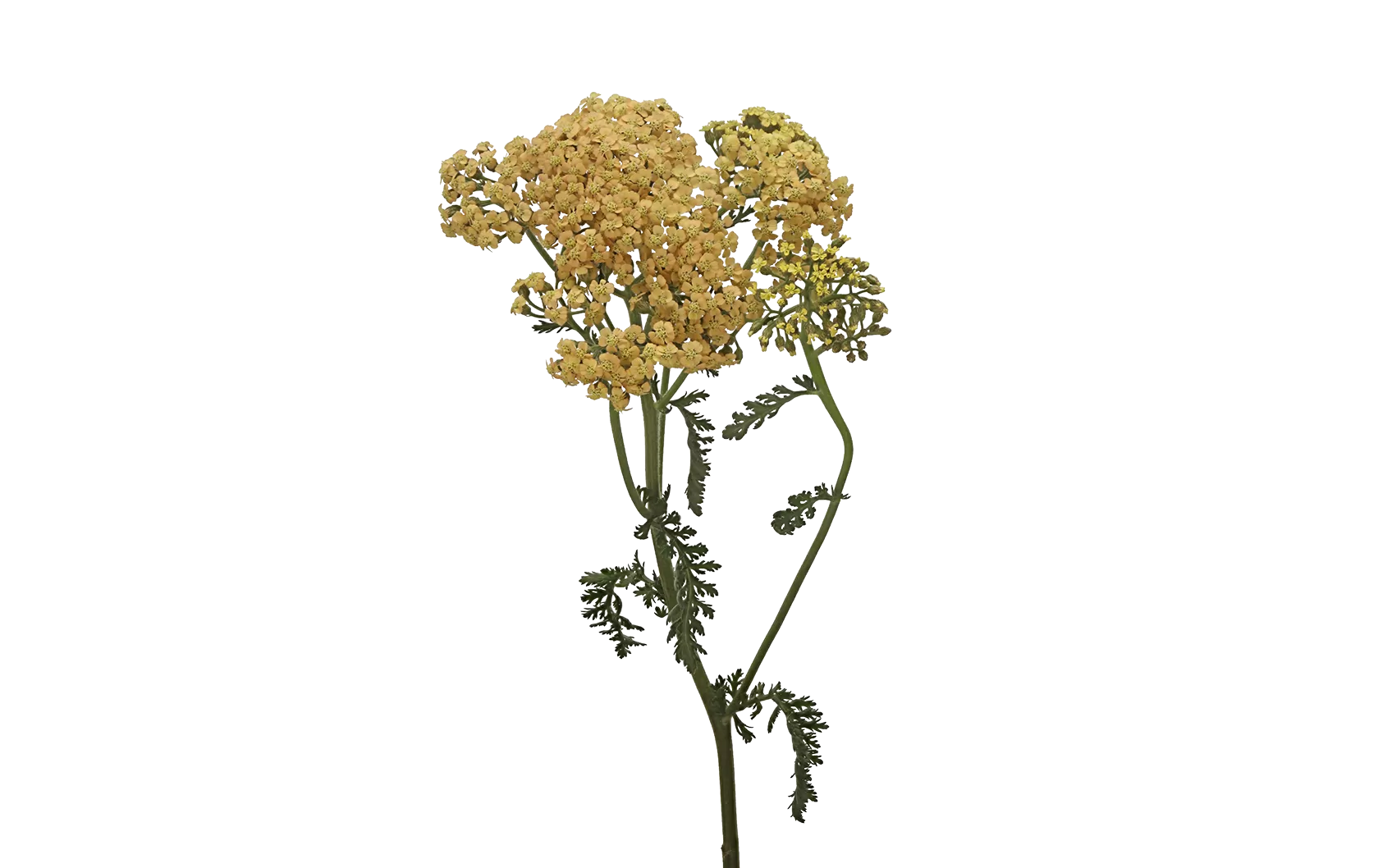 Achillea Neonglow Saffron
