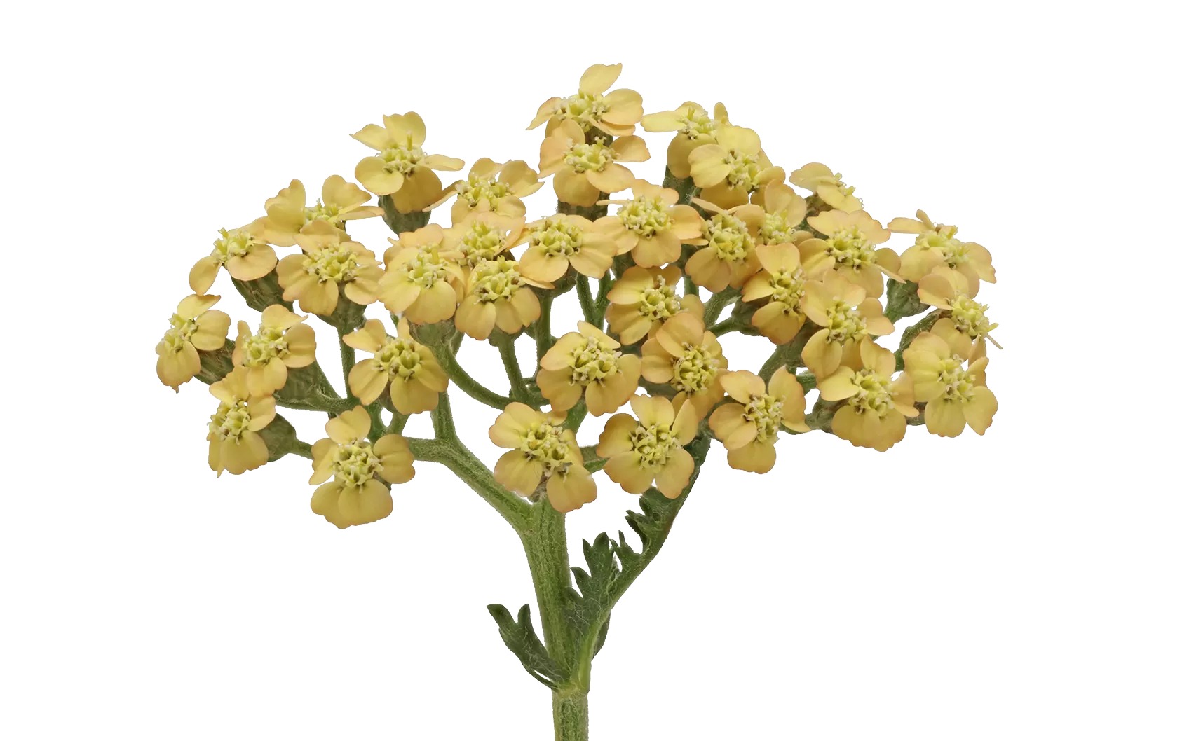 Achillea Neonglow Saffron