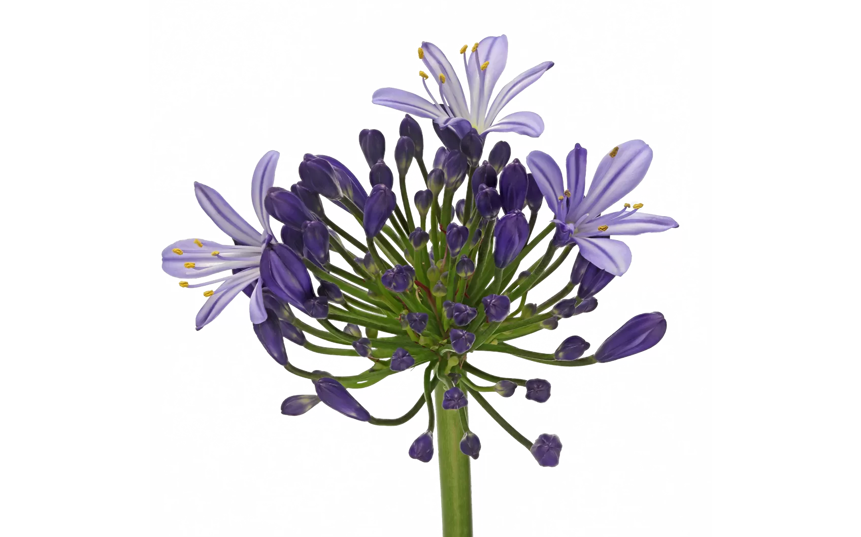 Agapanthus Eyfori Bleu