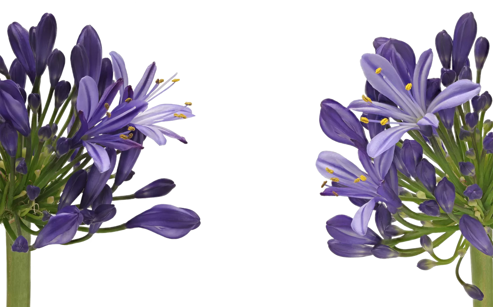 Agapanthe Eyfori Blue