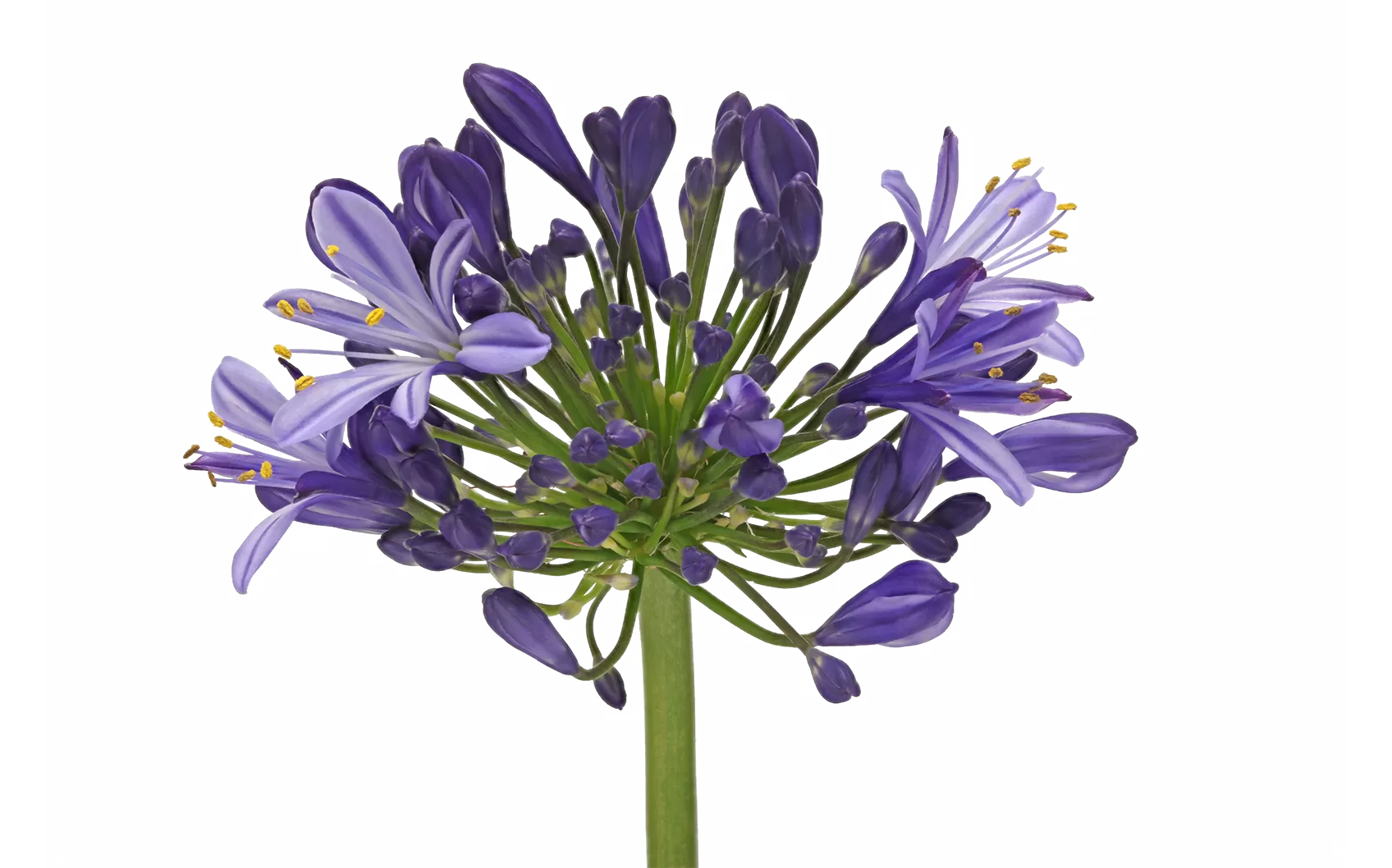 Agapanthe Eyfori Bleu