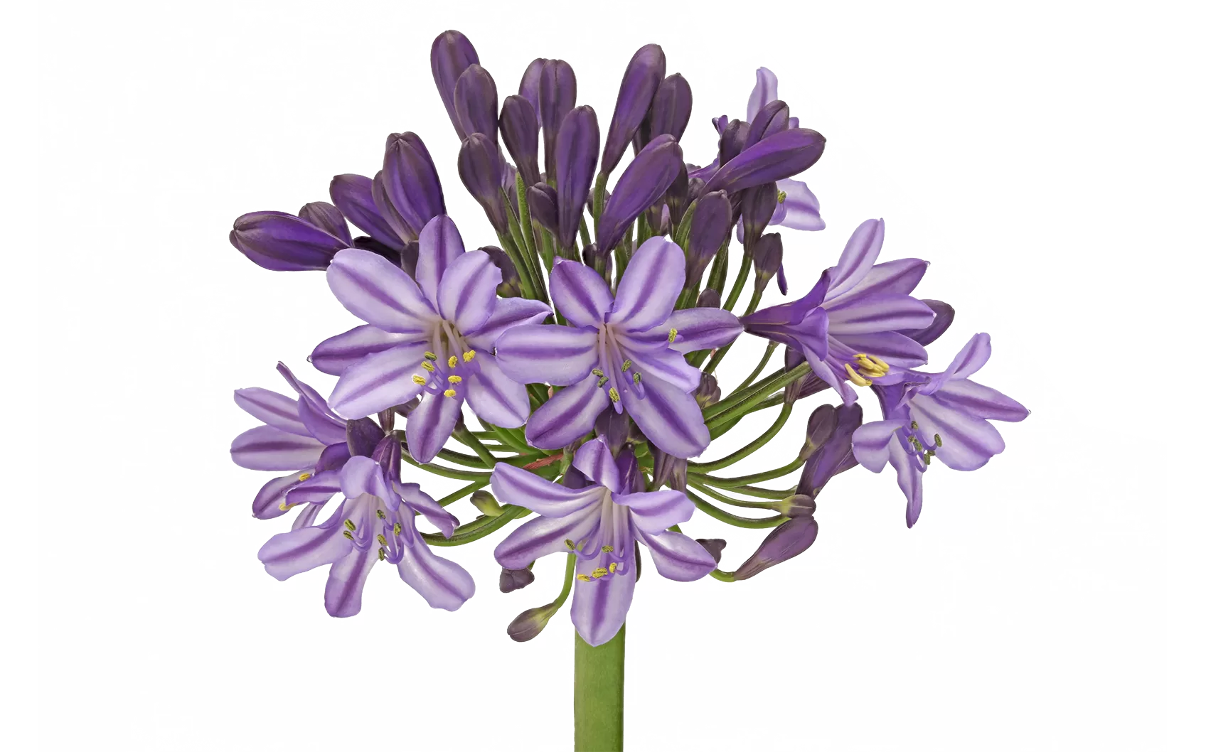 Агапантус «Поппин Стар»