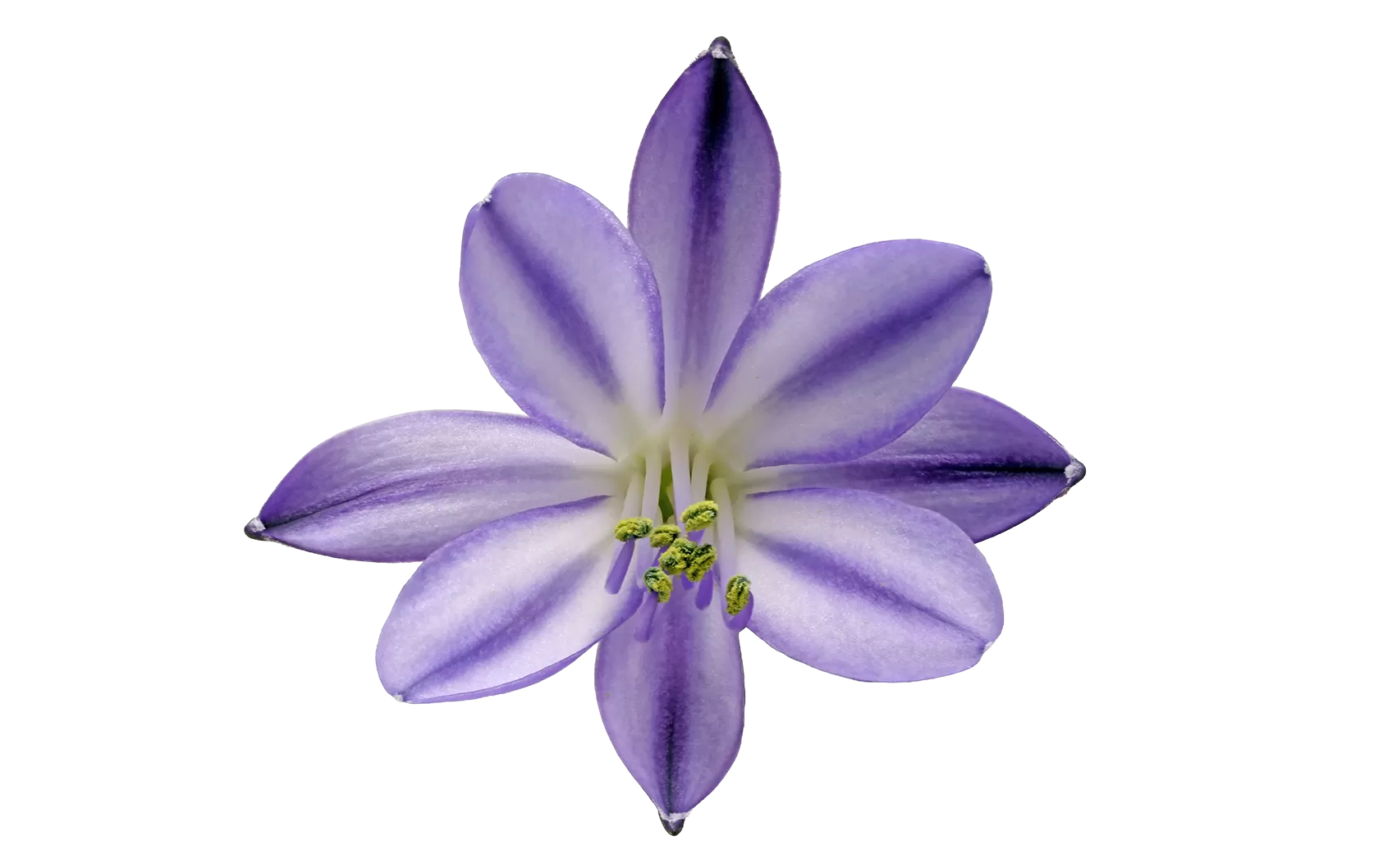 Агапантус «Поппин Стар»