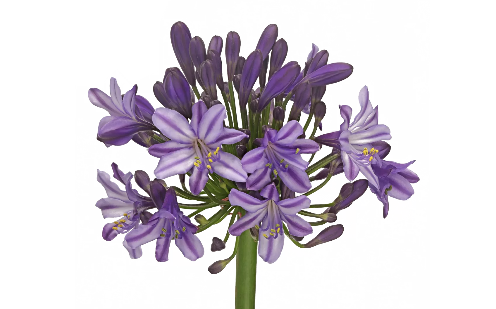 Агапантус «Поппин Стар»