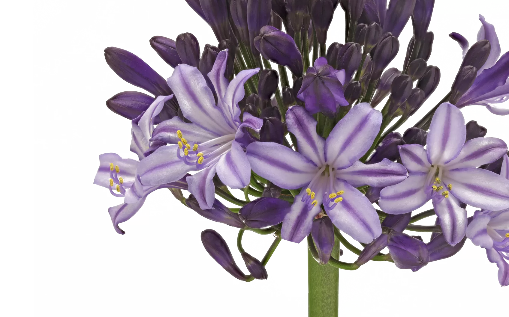 Агапантус «Поппин Стар»