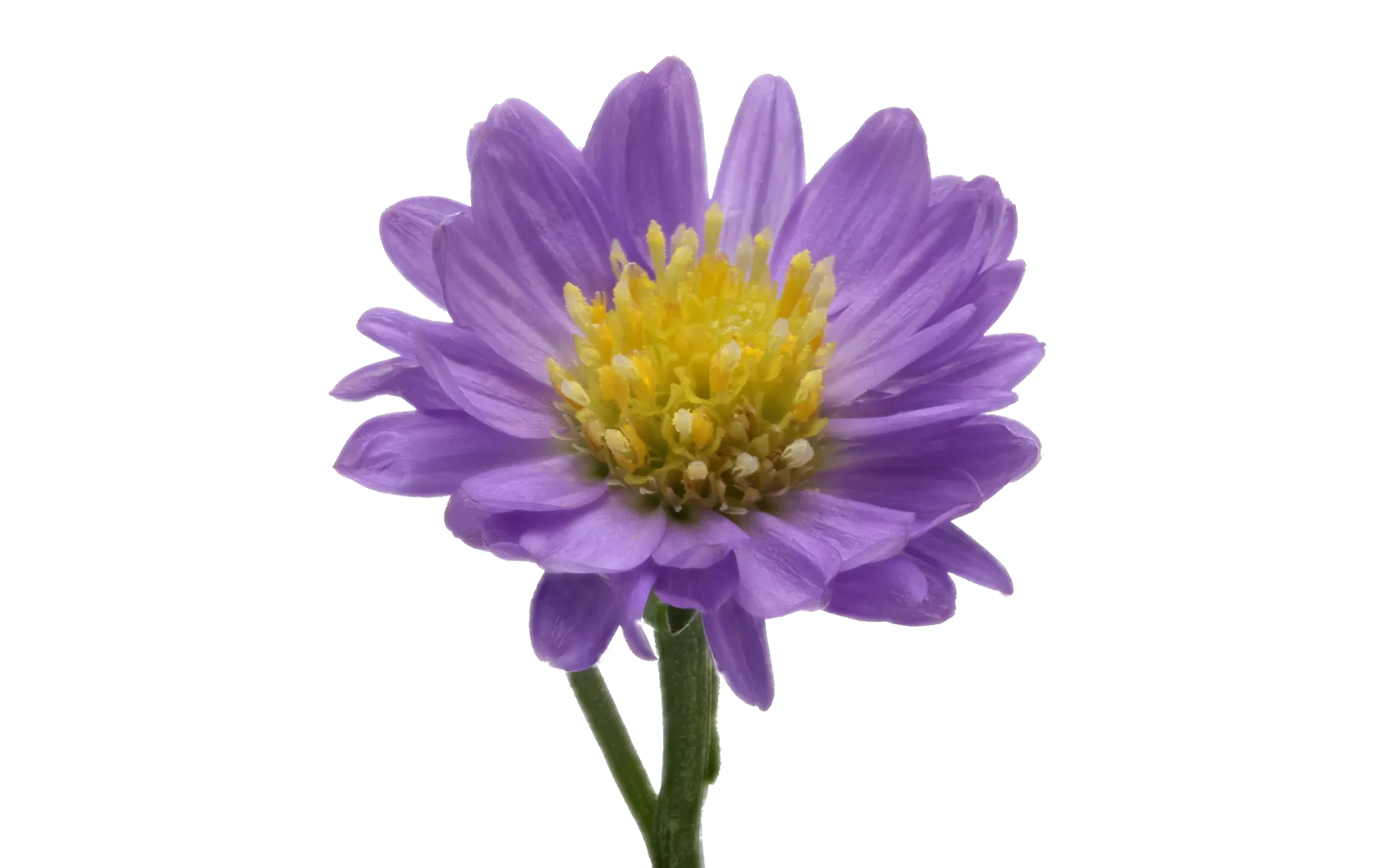 Aster Teeny Tiny Blue