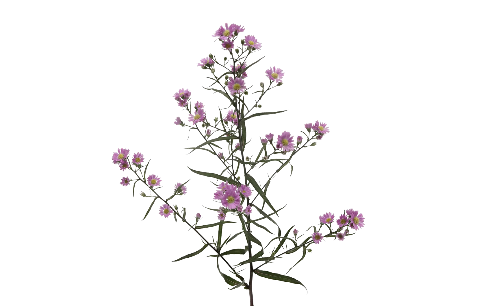 Aster Teeny Tiny Pink