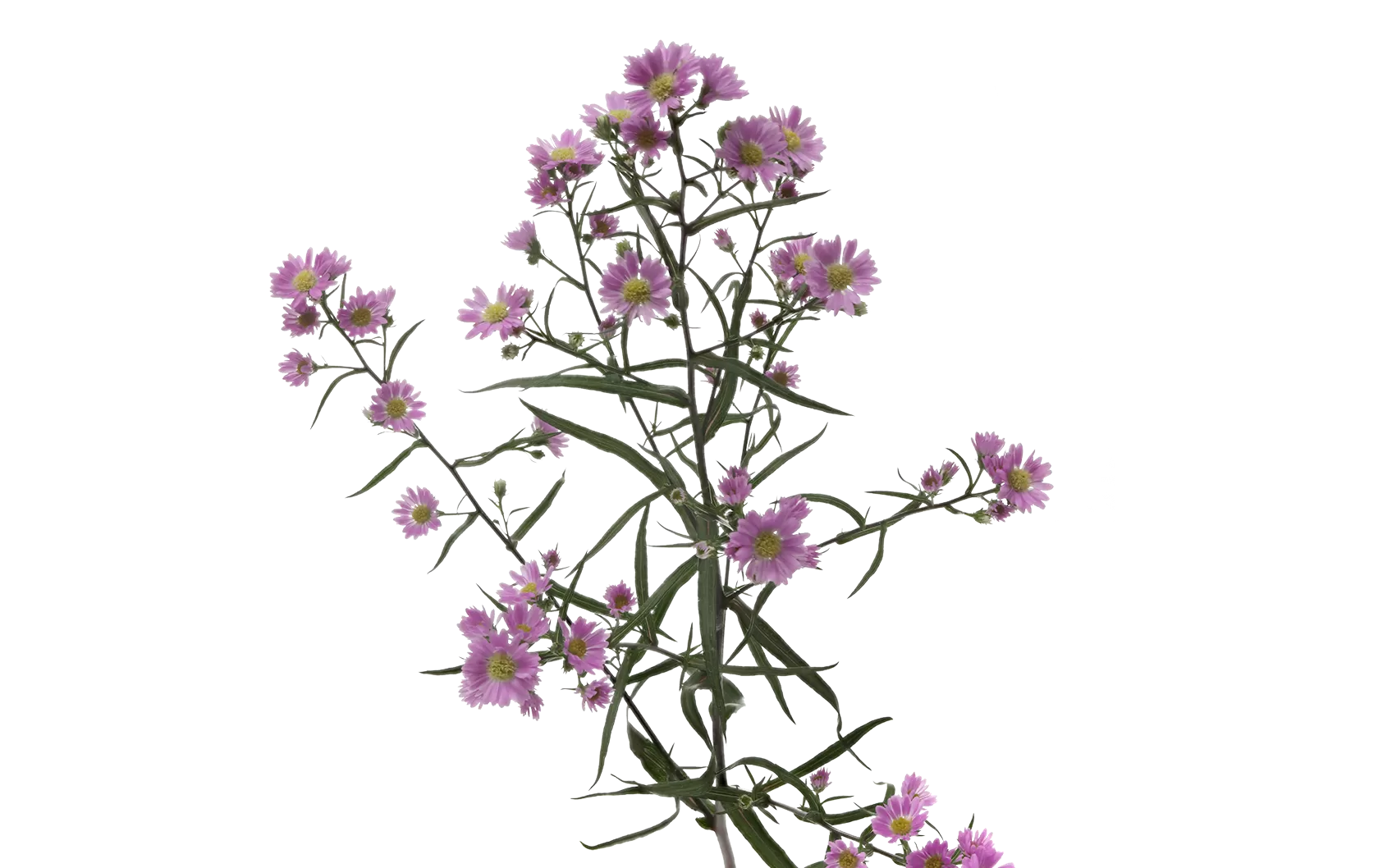 Aster Teeny Tiny Pink
