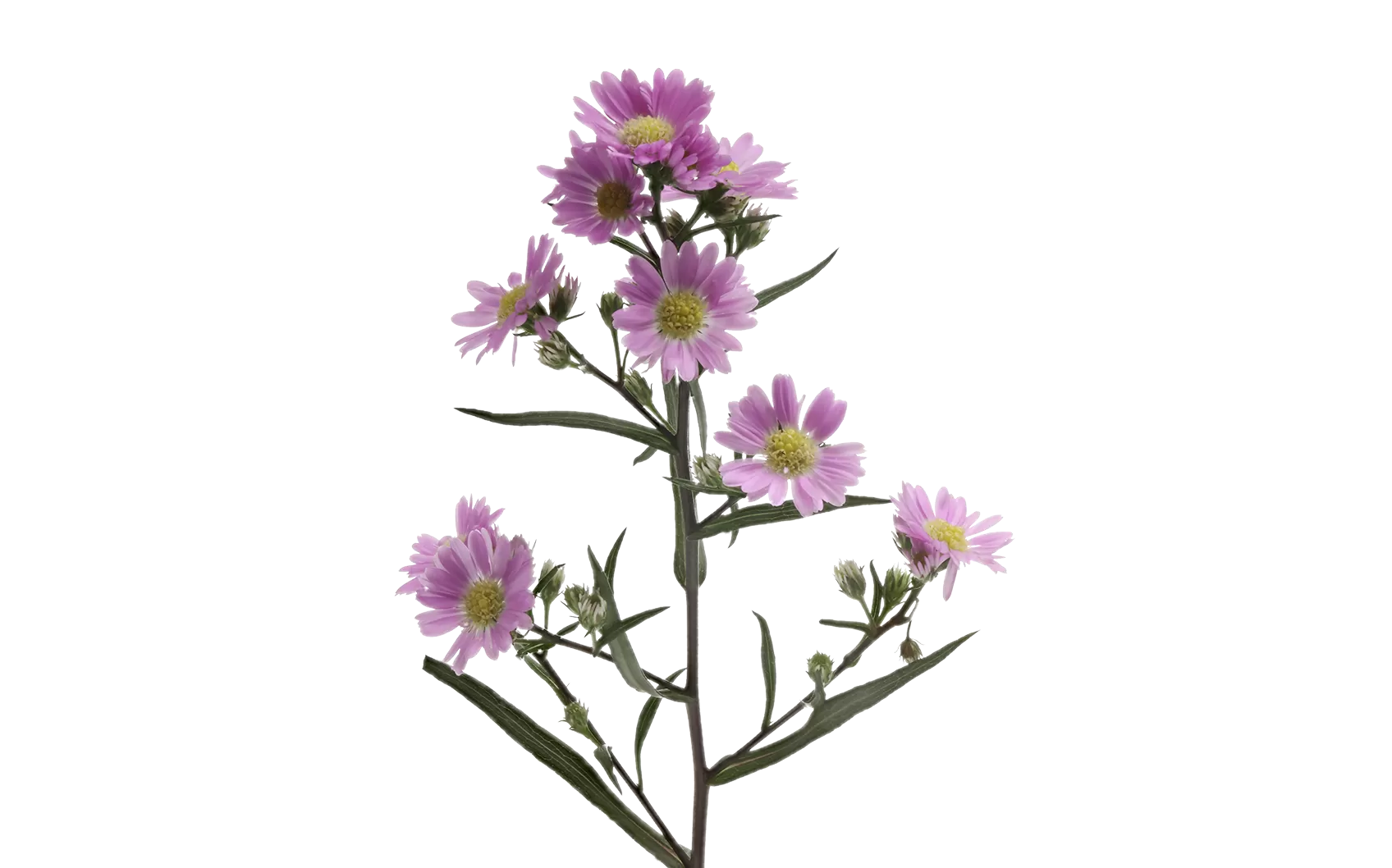 Aster Teeny Tiny Pink