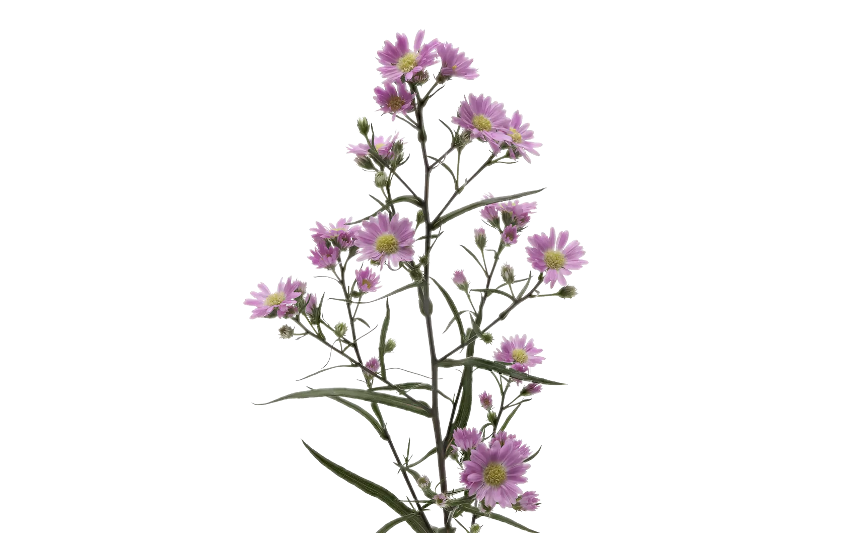 Aster Teeny Tiny Pink