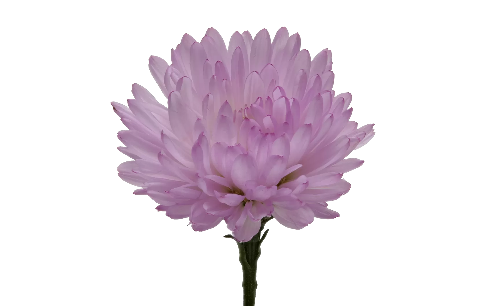 Aster Double Date Pink