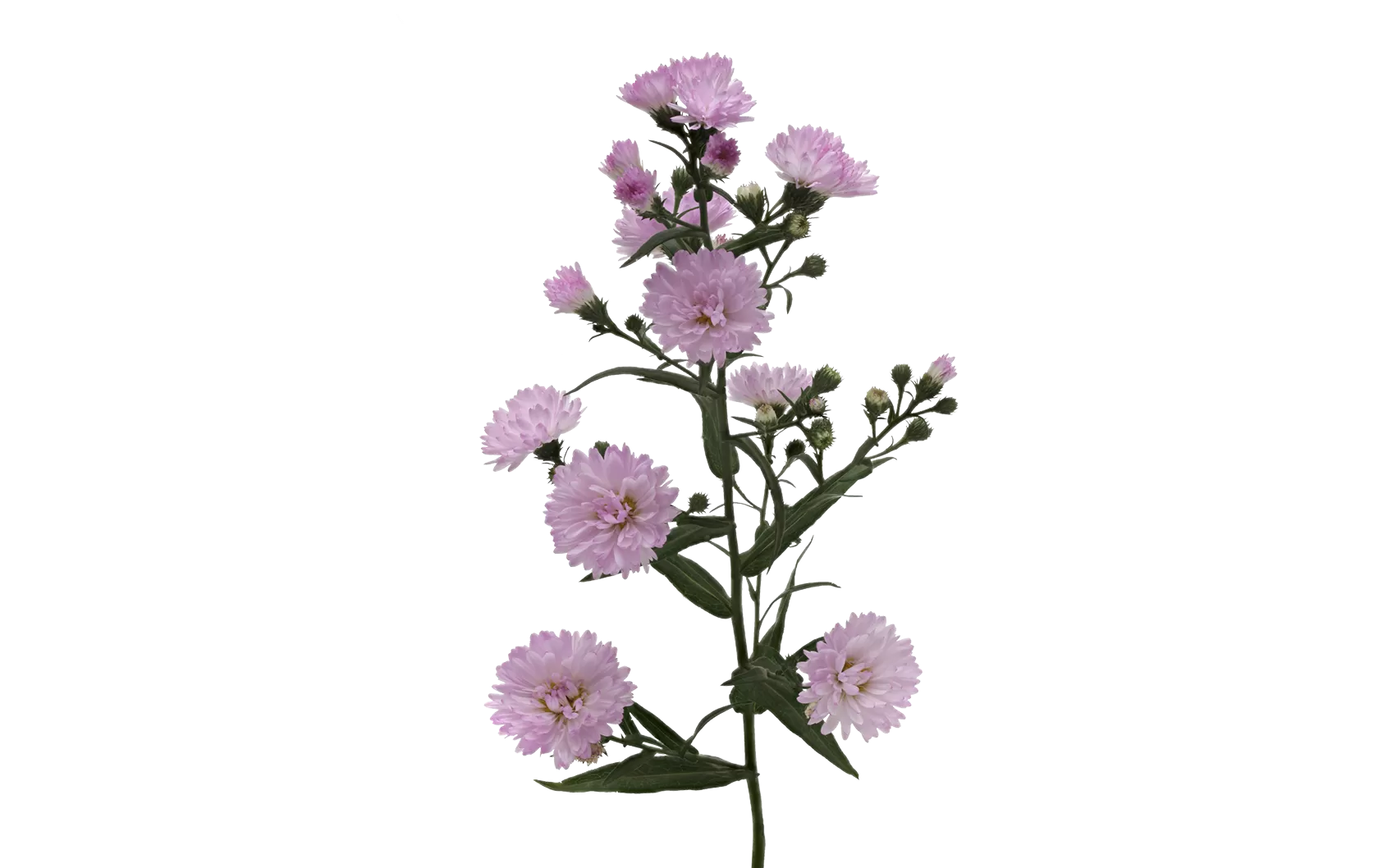 Aster Double Date Pink