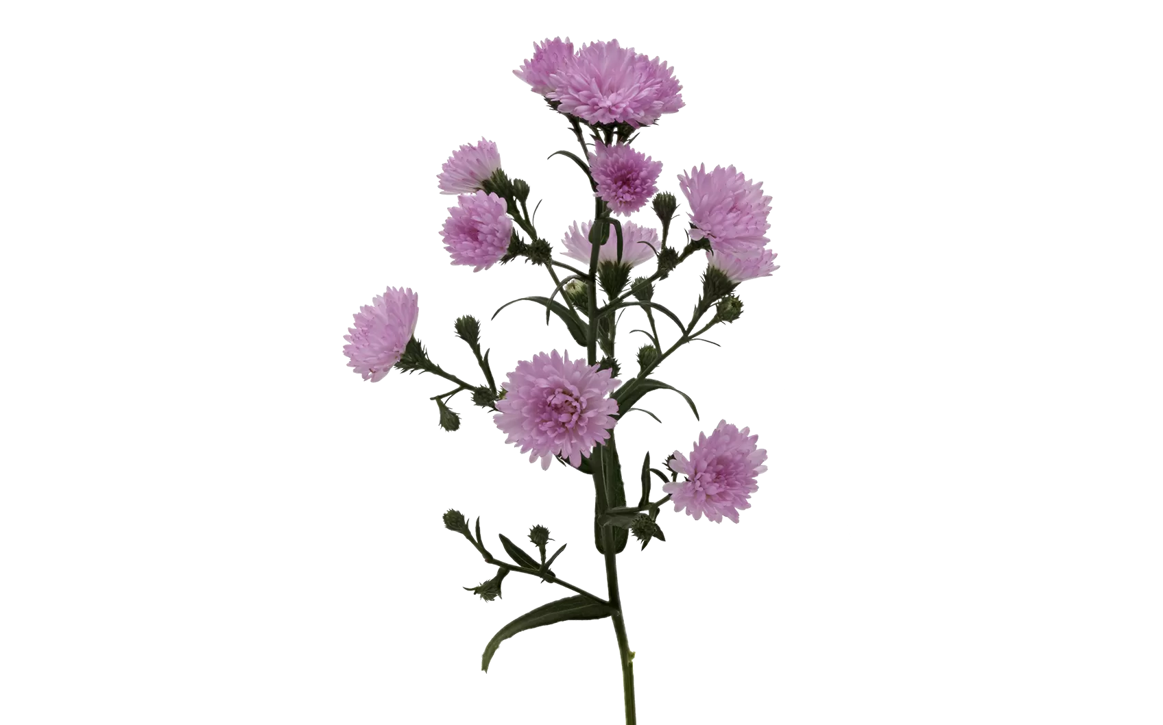 Aster Double Date Pink