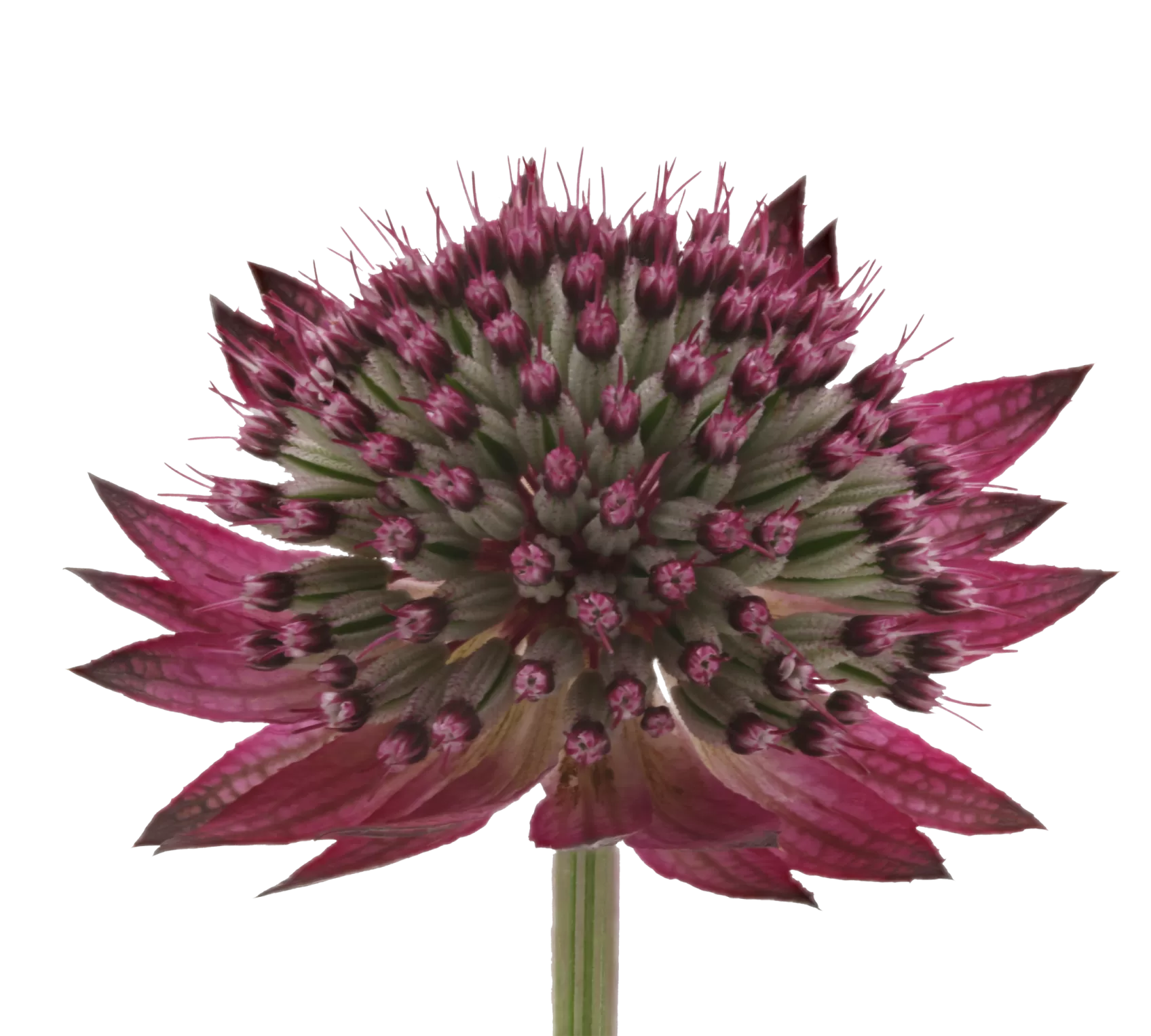 Astrantia Star® of Desire
