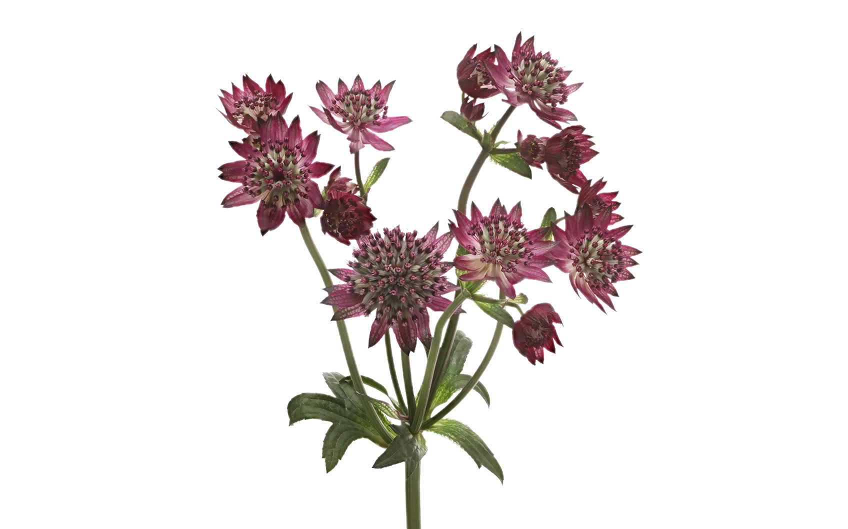 Astrantia Star® of Desire
