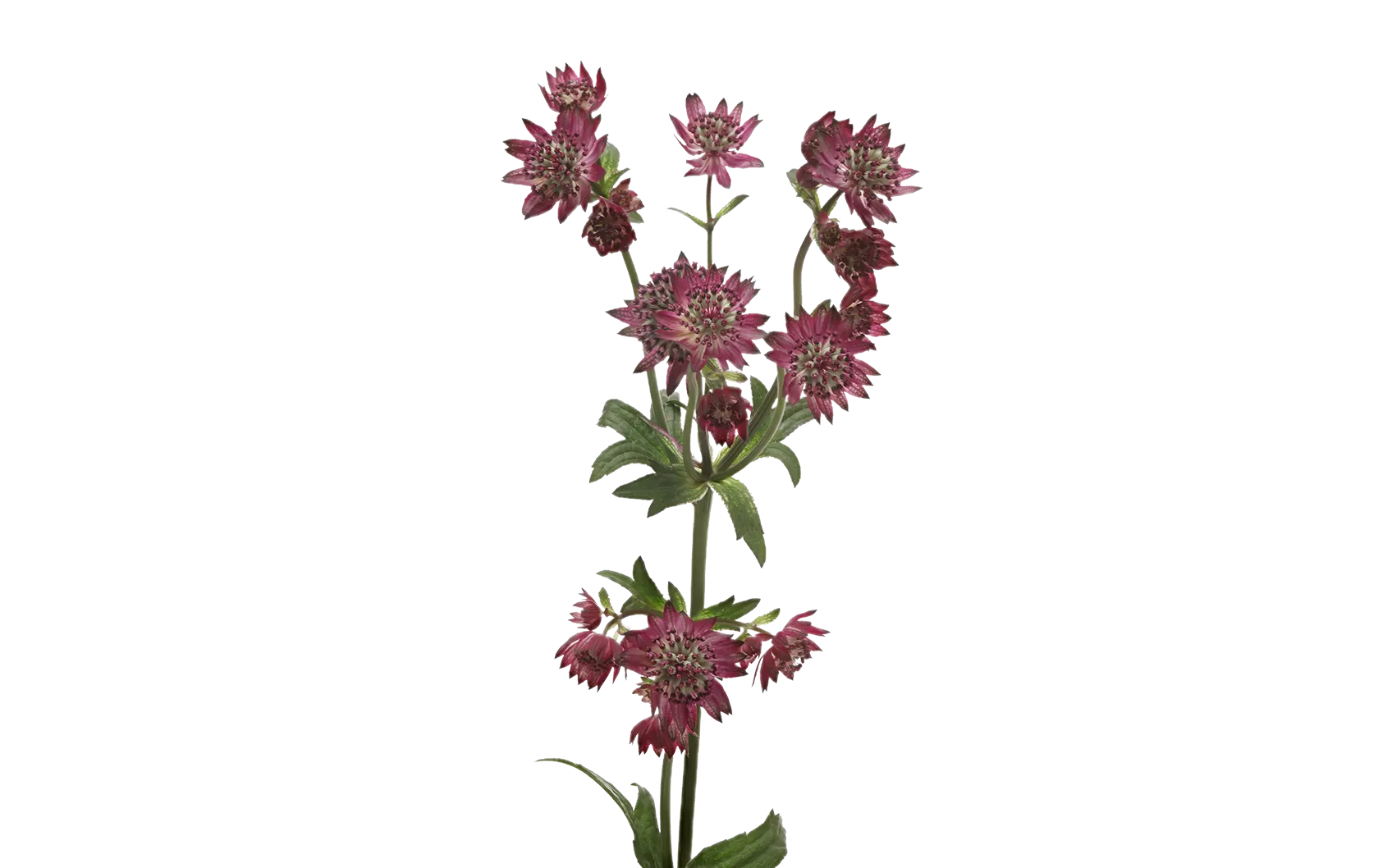 Astrantia Star® of Desire