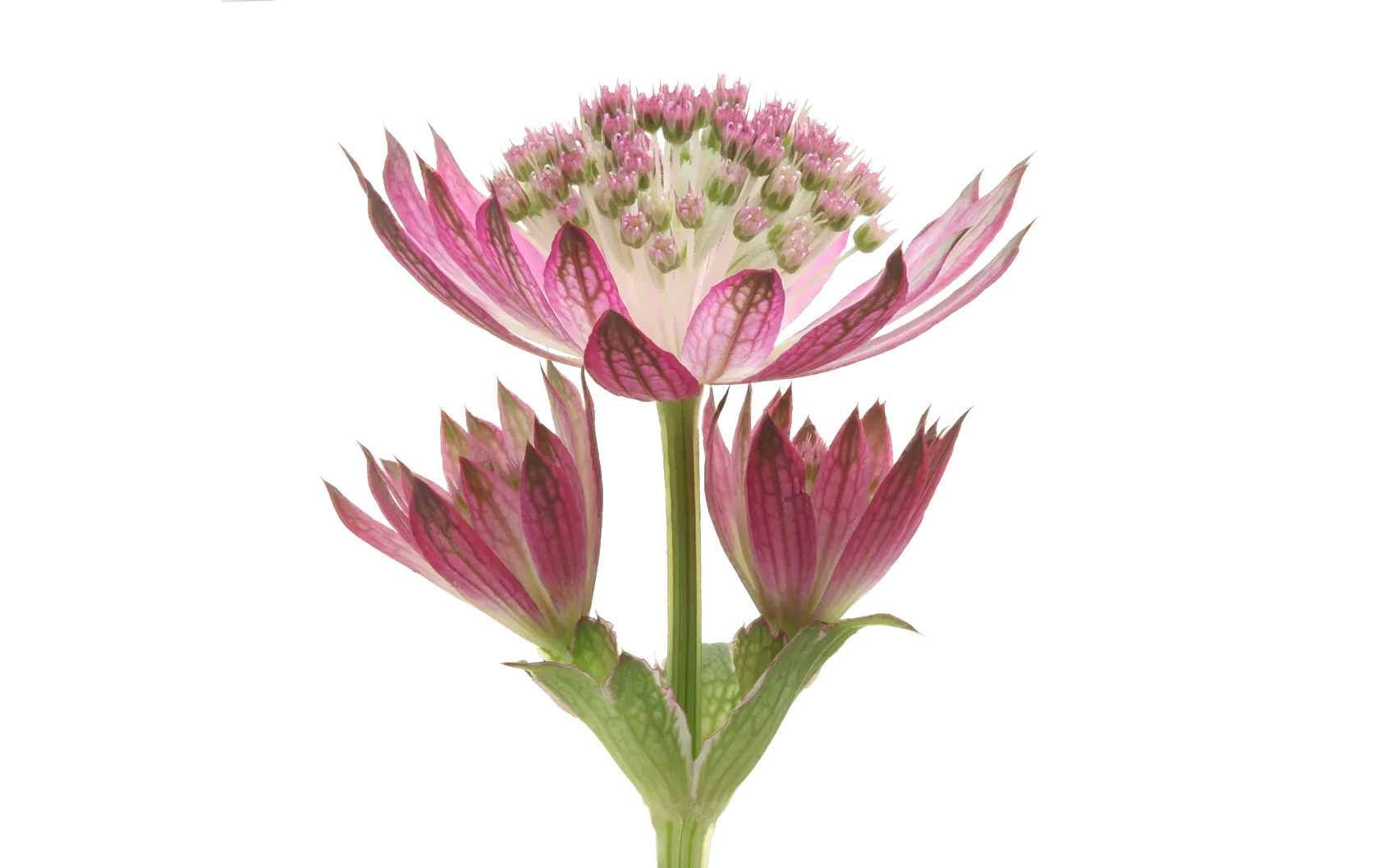 Astrantia Roma®